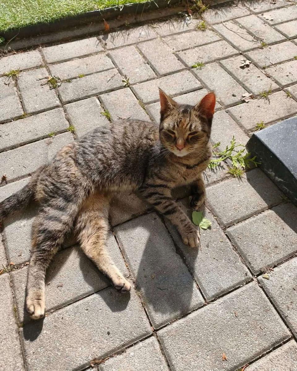 mourovatá kočka
