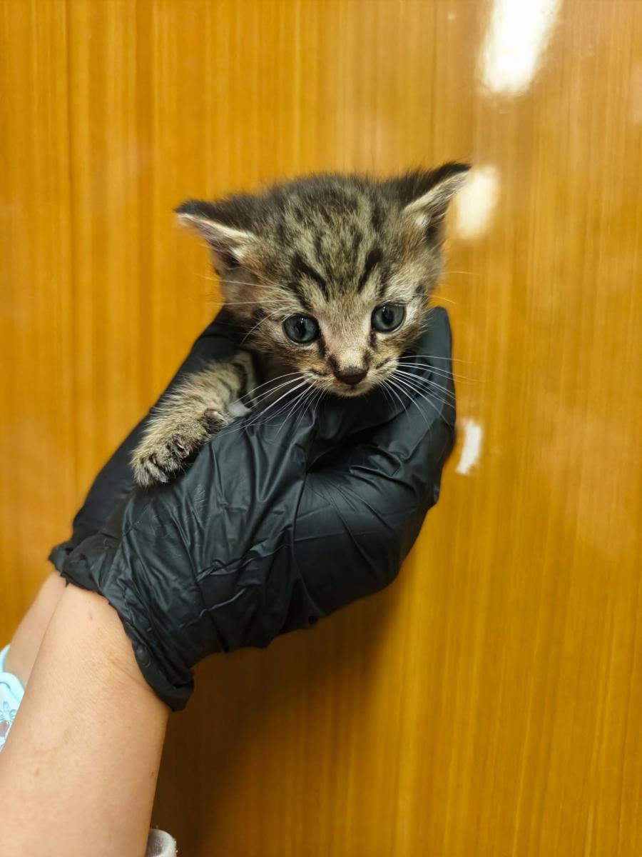 mourovaté kotě