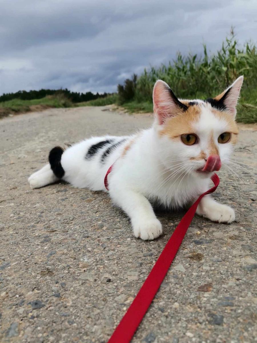 kočka tricolor