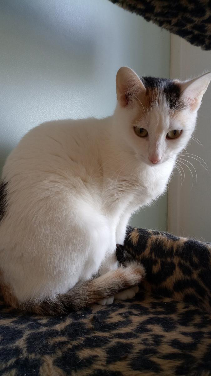 tricolor kočka