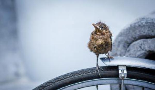 O víkendu foťte přírodu v našem městě, začíná City Nature Challenge 2026