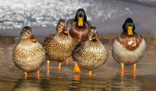 Nově potvrzená ptačí chřipka na Starohaklovském rybníku