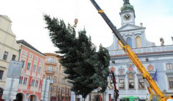 Vánoční strom bude letos z Jílovic 